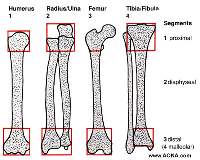 Arm Bones