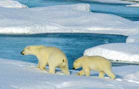 polar bears extinction