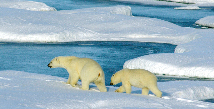 melting polar ice endangers polar bears