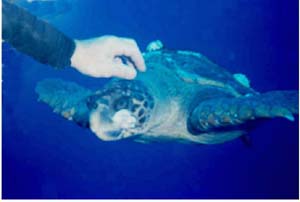 Scratching A Barnacle Encrusted Turtle on the Head