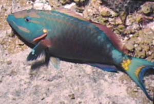 Stoplight Parrotfish