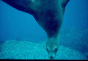 Sea Lion Encounter