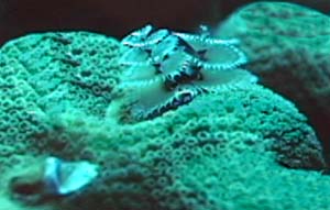 Tube Worm on Brain Coral